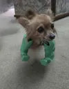 Hulk Arms for Pet
